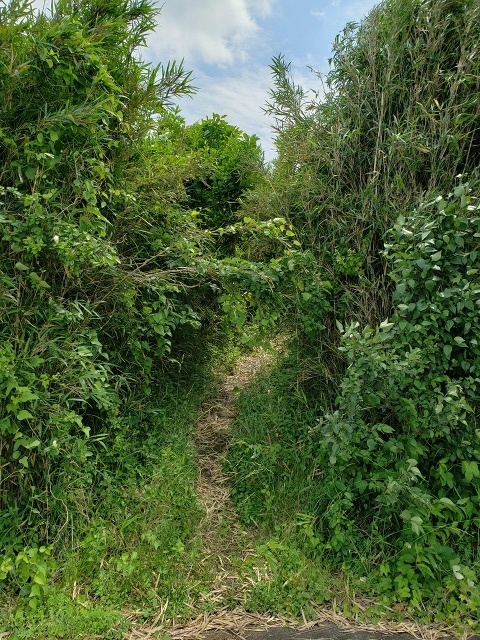 f:id:yuuko1220:20190603090318j:plain f:id:yuuko1220:20190603090318j:plain