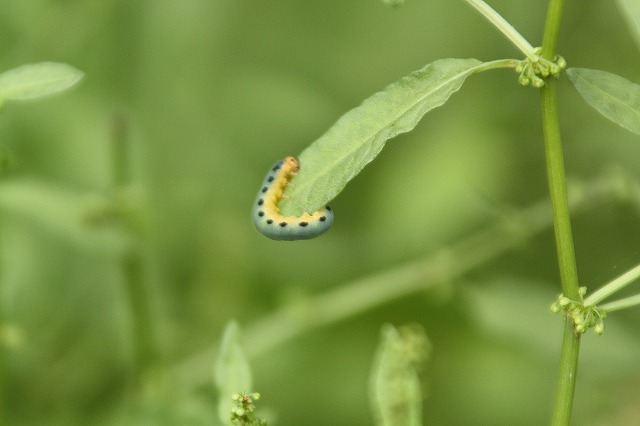f:id:yuuko1220:20190606210944j:plain f:id:yuuko1220:20190606210944j:plain