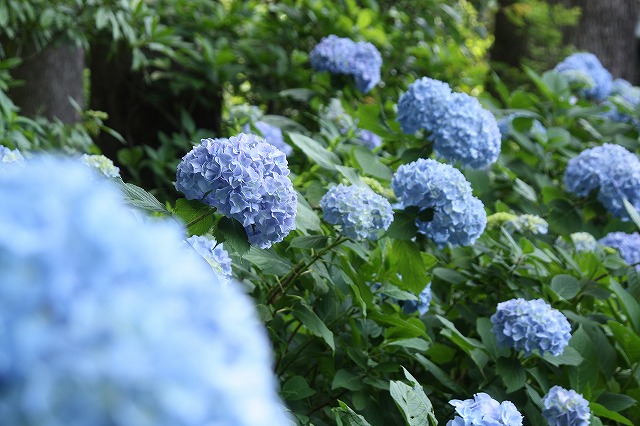 f:id:yuuko1220:20190606210951j:plain f:id:yuuko1220:20190606210951j:plain