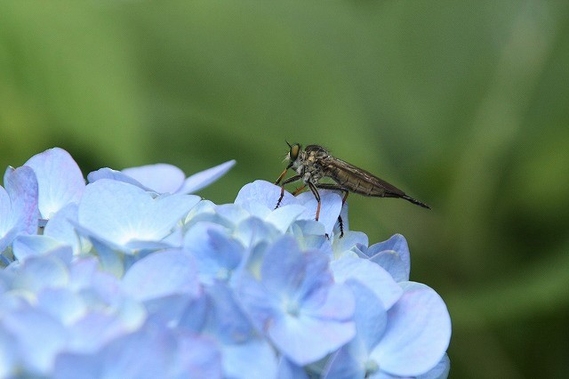 f:id:yuuko1220:20190606212552j:plain f:id:yuuko1220:20190606212552j:plain