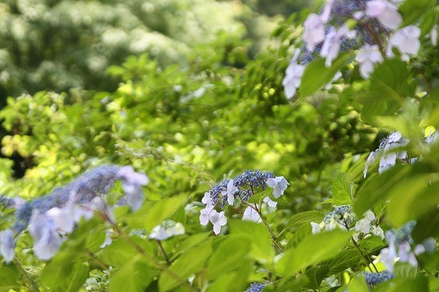f:id:yuuko1220:20190606212553j:plain f:id:yuuko1220:20190606212553j:plain