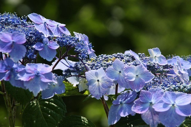 f:id:yuuko1220:20190606212600j:plain f:id:yuuko1220:20190606212600j:plain