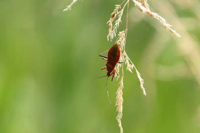 f:id:yuuko1220:20190610130419j:plain f:id:yuuko1220:20190610130419j:plain