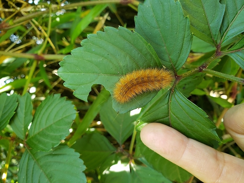 f:id:yuuko1220:20190619212728j:plain f:id:yuuko1220:20190619212728j:plain