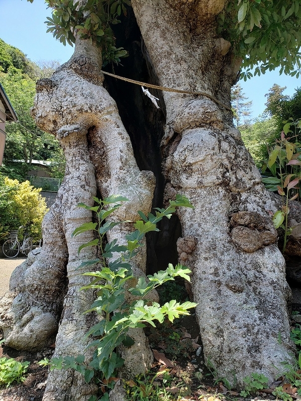 f:id:yuuko1220:20190619212859j:plain f:id:yuuko1220:20190619212859j:plain
