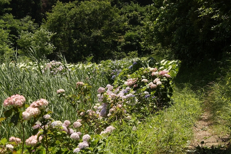 f:id:yuuko1220:20190626220642j:plain f:id:yuuko1220:20190626220642j:plain