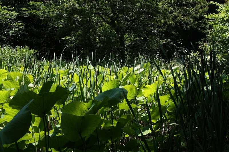 f:id:yuuko1220:20190626220646j:plain f:id:yuuko1220:20190626220646j:plain