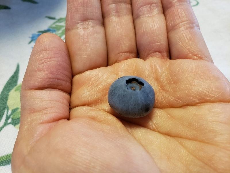 f:id:yuuko1220:20190703101529j:plain f:id:yuuko1220:20190703101529j:plain