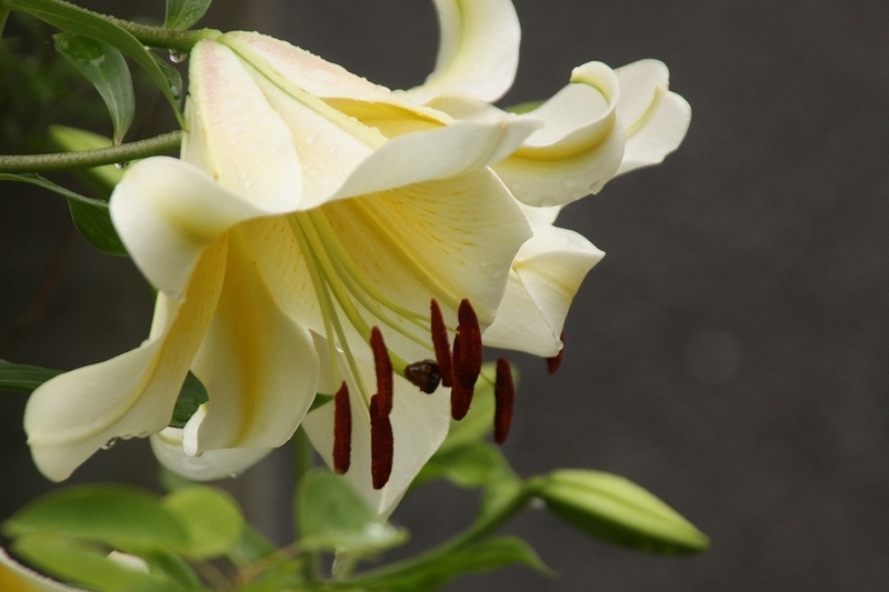 f:id:yuuko1220:20190703105028j:plain f:id:yuuko1220:20190703105028j:plain