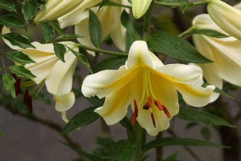 f:id:yuuko1220:20190703105033j:plain f:id:yuuko1220:20190703105033j:plain