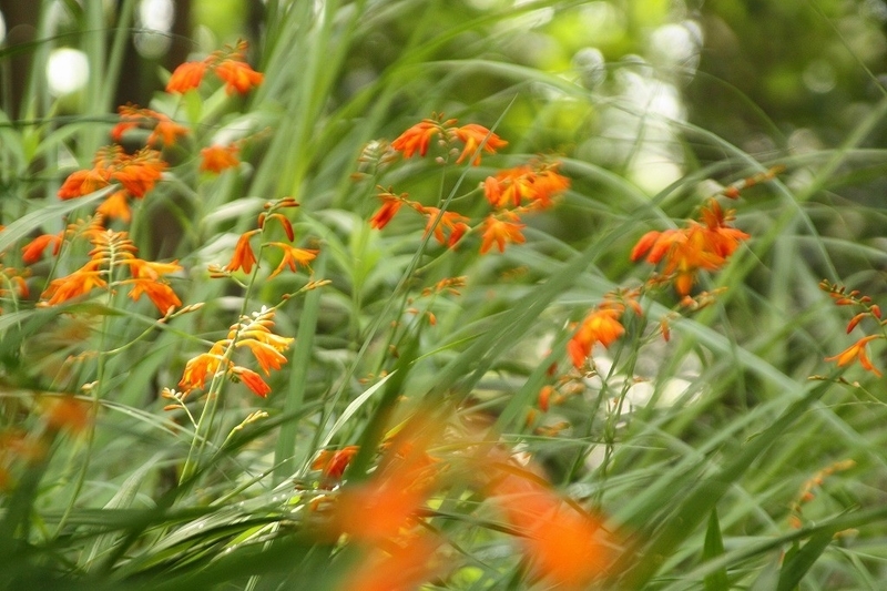 f:id:yuuko1220:20190703105039j:plain f:id:yuuko1220:20190703105039j:plain