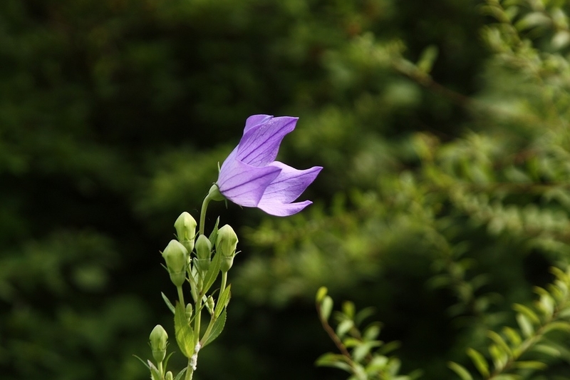 f:id:yuuko1220:20190703105054j:plain f:id:yuuko1220:20190703105054j:plain