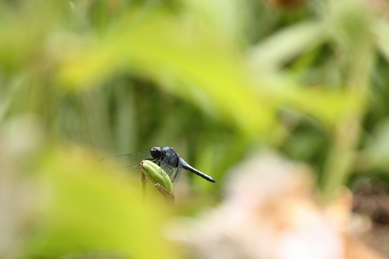 f:id:yuuko1220:20190708222126j:plain f:id:yuuko1220:20190708222126j:plain