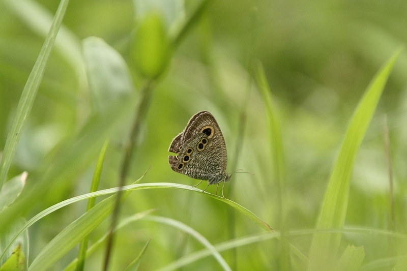 f:id:yuuko1220:20190708222153j:plain f:id:yuuko1220:20190708222153j:plain
