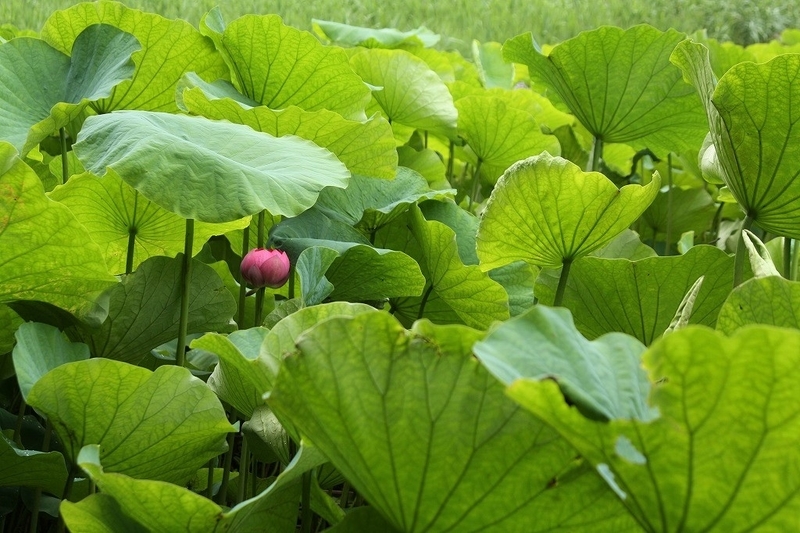 f:id:yuuko1220:20190708222703j:plain f:id:yuuko1220:20190708222703j:plain