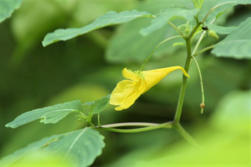 f:id:yuuko1220:20190801175236j:plain f:id:yuuko1220:20190801175236j:plain