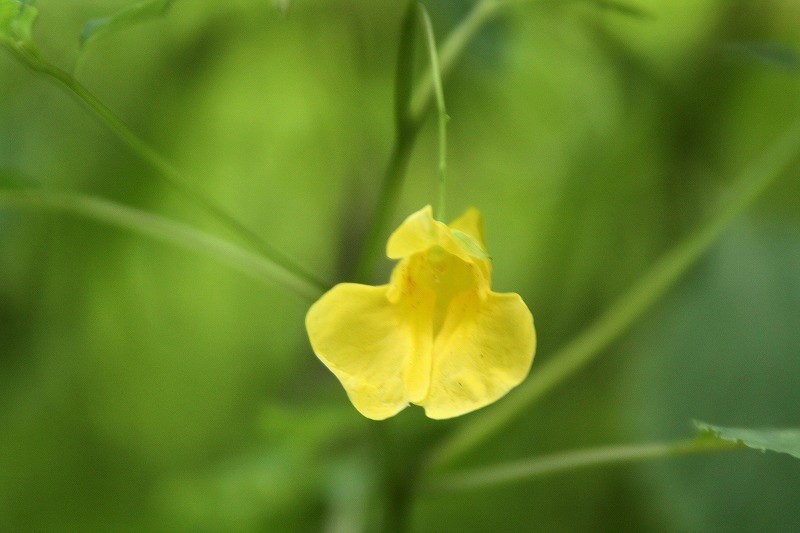 f:id:yuuko1220:20190801175240j:plain f:id:yuuko1220:20190801175240j:plain