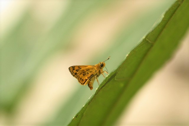 f:id:yuuko1220:20190819154310j:plain f:id:yuuko1220:20190819154310j:plain