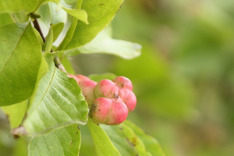 f:id:yuuko1220:20190902143512j:plain f:id:yuuko1220:20190902143512j:plain
