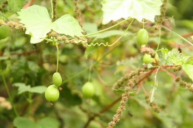 f:id:yuuko1220:20191002091324j:plain f:id:yuuko1220:20191002091324j:plain