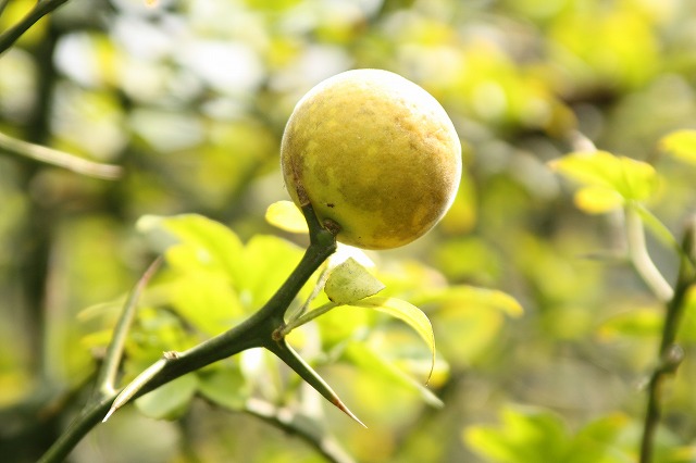 f:id:yuuko1220:20191002091332j:plain f:id:yuuko1220:20191002091332j:plain