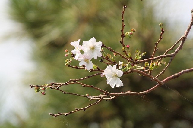 f:id:yuuko1220:20191002091412j:plain f:id:yuuko1220:20191002091412j:plain