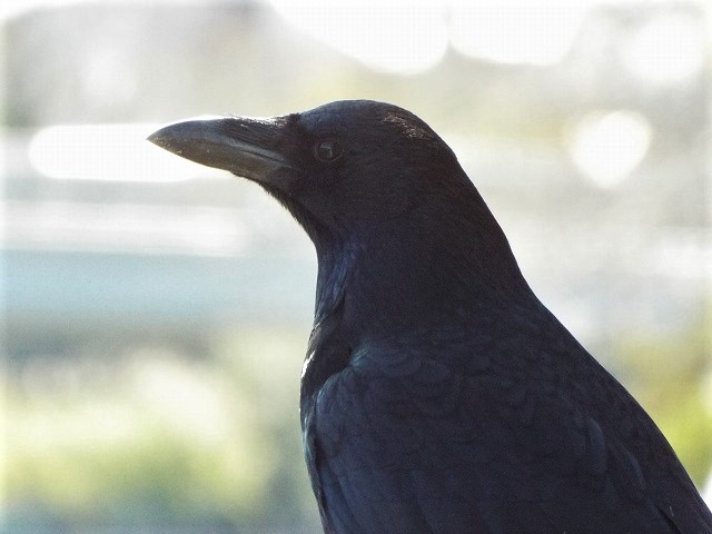 f:id:yuuko1220:20191025160016j:plain f:id:yuuko1220:20191025160016j:plain