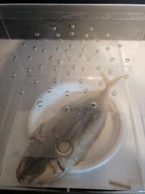 f:id:yuuko1220:20191112223802j:plain f:id:yuuko1220:20191112223802j:plain