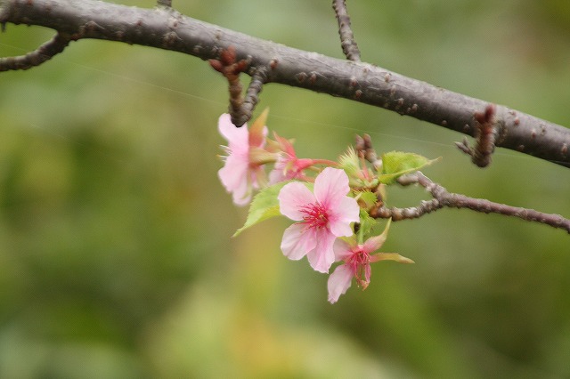 f:id:yuuko1220:20191118201749j:plain f:id:yuuko1220:20191118201749j:plain
