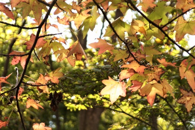 f:id:yuuko1220:20191120135643j:plain f:id:yuuko1220:20191120135643j:plain