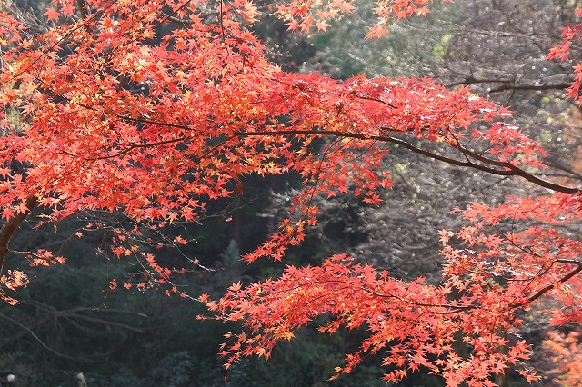 f:id:yuuko1220:20191211155712j:plain f:id:yuuko1220:20191211155712j:plain