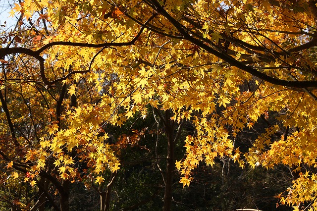 f:id:yuuko1220:20191211155734j:plain f:id:yuuko1220:20191211155734j:plain