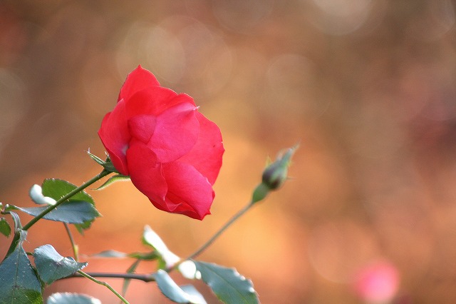 f:id:yuuko1220:20191218155928j:plain f:id:yuuko1220:20191218155928j:plain