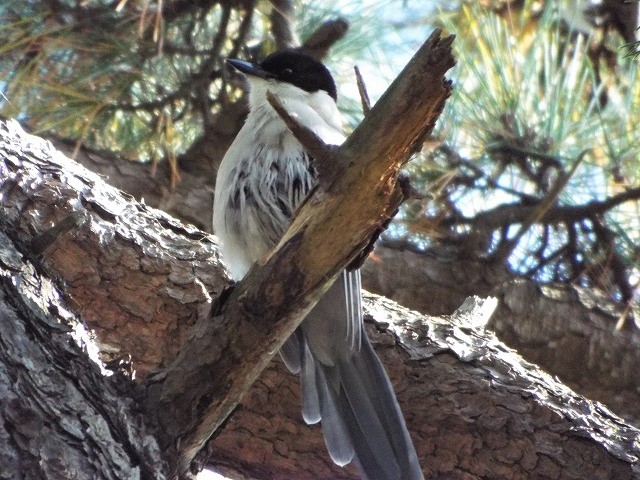 f:id:yuuko1220:20191223214326j:plain