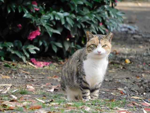 f:id:yuuko1220:20191223214911j:plain f:id:yuuko1220:20191223214911j:plain