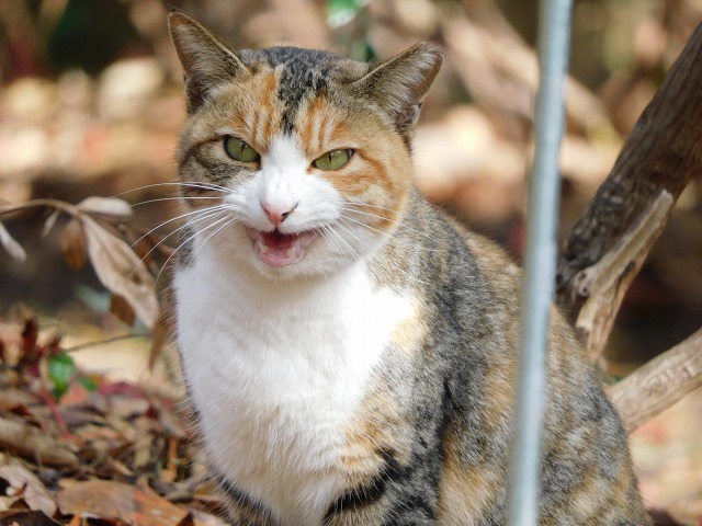 f:id:yuuko1220:20191223214915j:plain f:id:yuuko1220:20191223214915j:plain