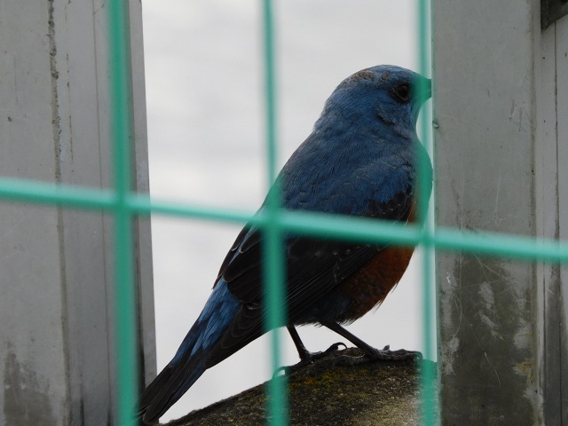 f:id:yuuko1220:20191223215841j:plain f:id:yuuko1220:20191223215841j:plain