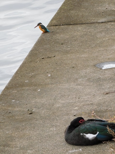 f:id:yuuko1220:20191223215845j:plain