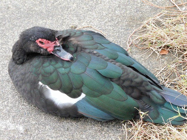 f:id:yuuko1220:20191223215852j:plain