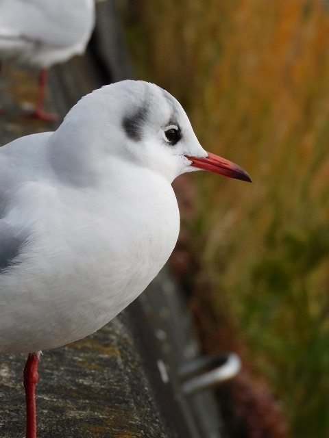 f:id:yuuko1220:20191223215903j:plain