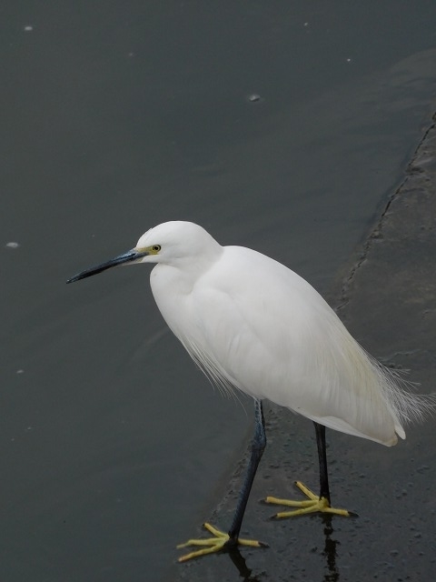 f:id:yuuko1220:20191223215920j:plain