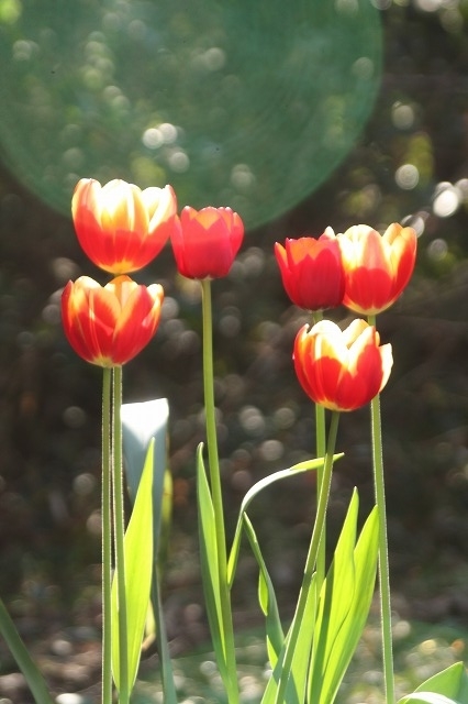 f:id:yuuko1220:20200130151252j:plain f:id:yuuko1220:20200130151252j:plain