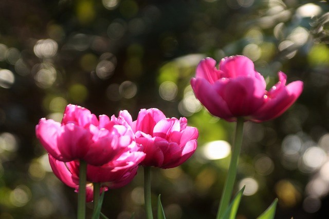 f:id:yuuko1220:20200130151256j:plain f:id:yuuko1220:20200130151256j:plain