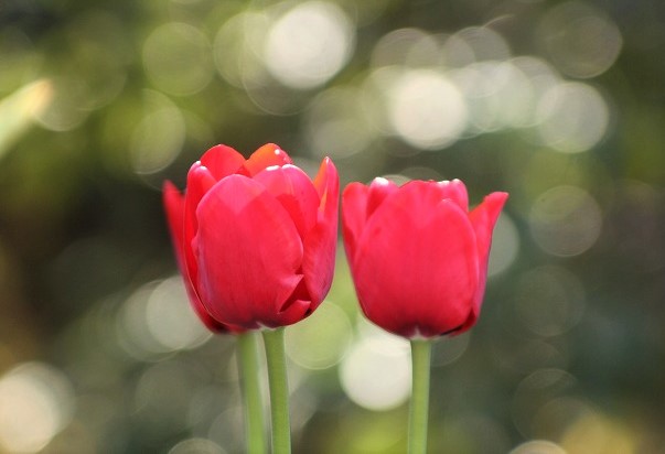 f:id:yuuko1220:20200130151300j:plain f:id:yuuko1220:20200130151300j:plain