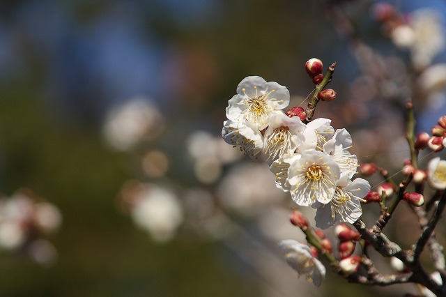 f:id:yuuko1220:20200205185409j:plain f:id:yuuko1220:20200205185409j:plain