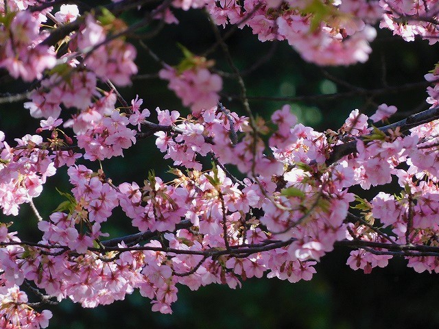 f:id:yuuko1220:20200217170911j:plain f:id:yuuko1220:20200217170911j:plain