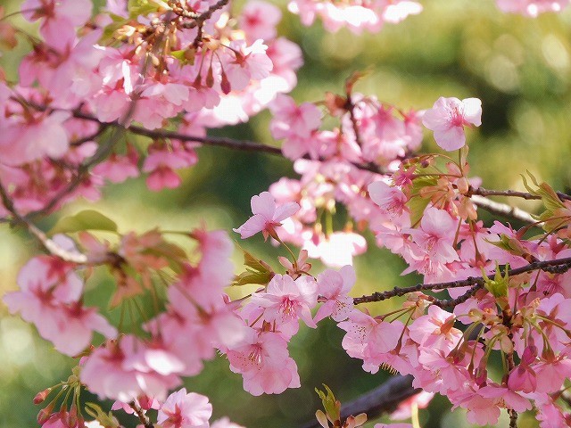 f:id:yuuko1220:20200217170914j:plain f:id:yuuko1220:20200217170914j:plain
