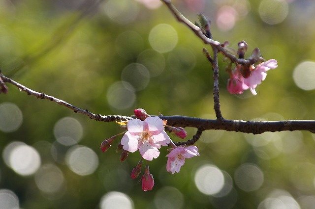 f:id:yuuko1220:20200217172319j:plain f:id:yuuko1220:20200217172319j:plain