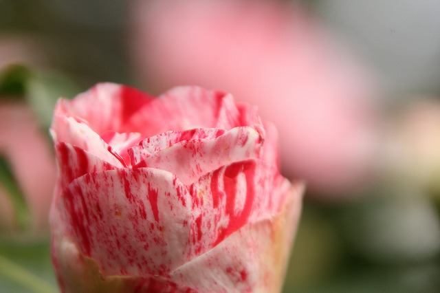 f:id:yuuko1220:20200224062002j:plain f:id:yuuko1220:20200224062002j:plain