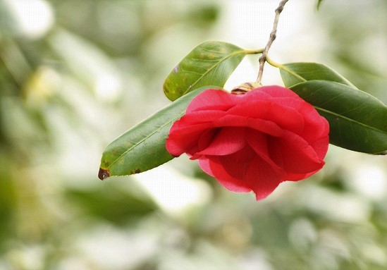 f:id:yuuko1220:20200224062006j:plain f:id:yuuko1220:20200224062006j:plain